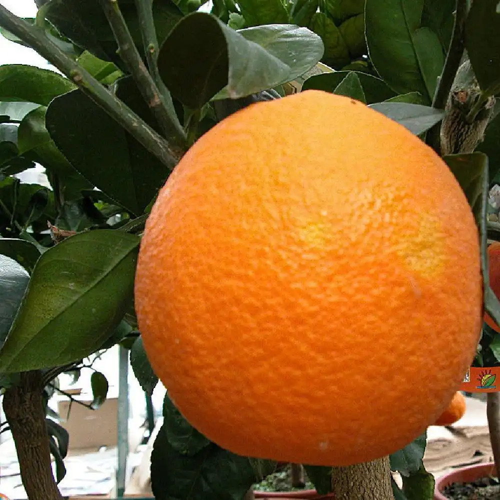 Oranger (CITRUS sinensis)
