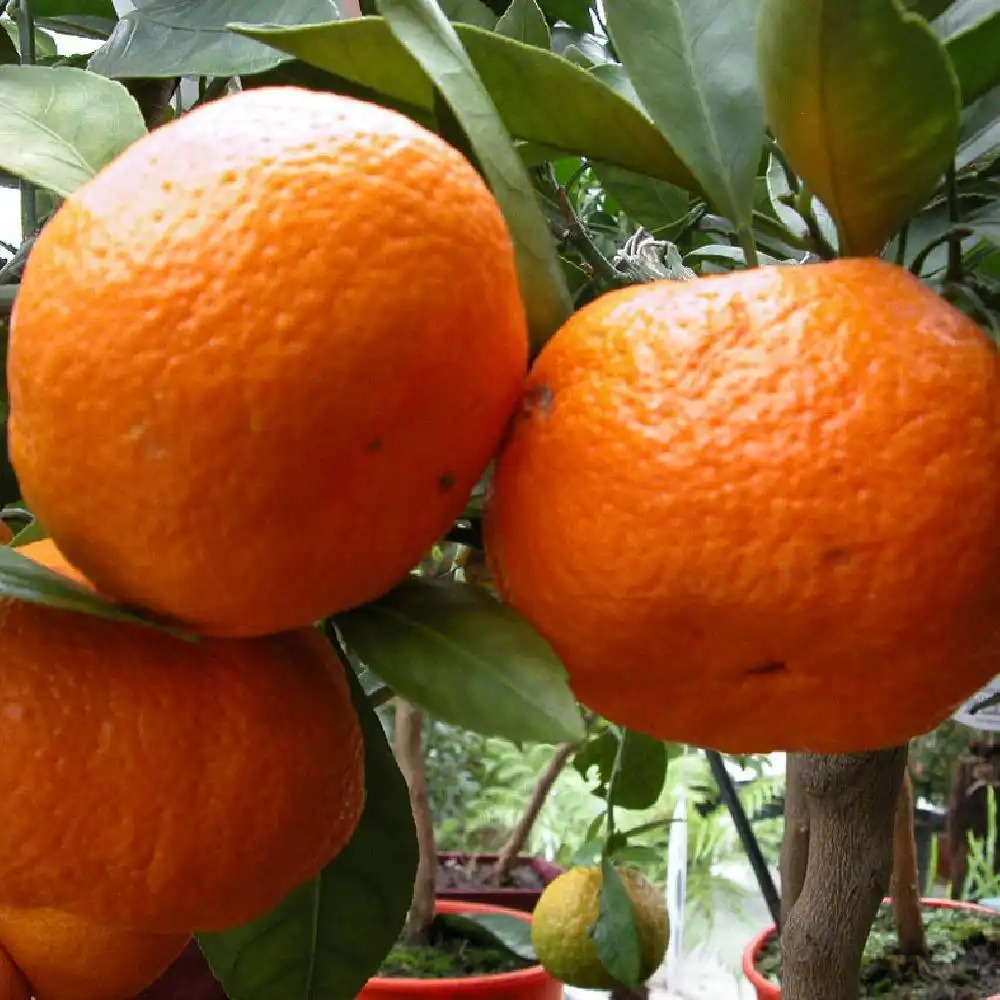 Mandarinier 'Satsuma' (CITRUS unshiu)