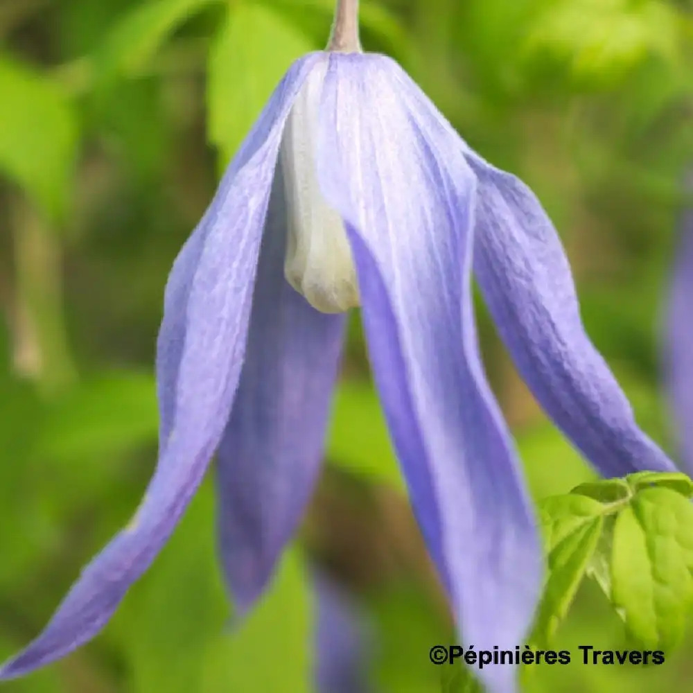 CLEMATIS alpina 'Blue Dancer'