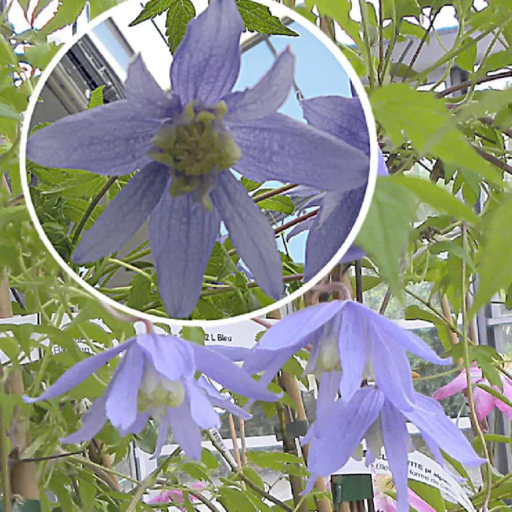 CLEMATIS alpina 'Francis Rivis'