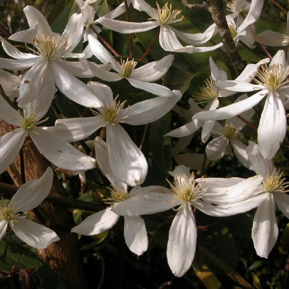 CLEMATIS armandii