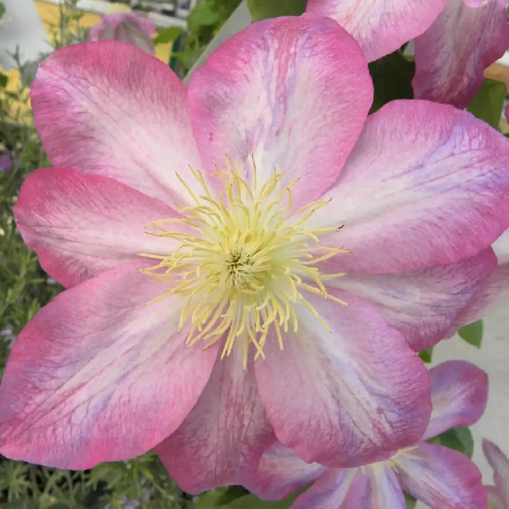 CLEMATIS 'Asao'