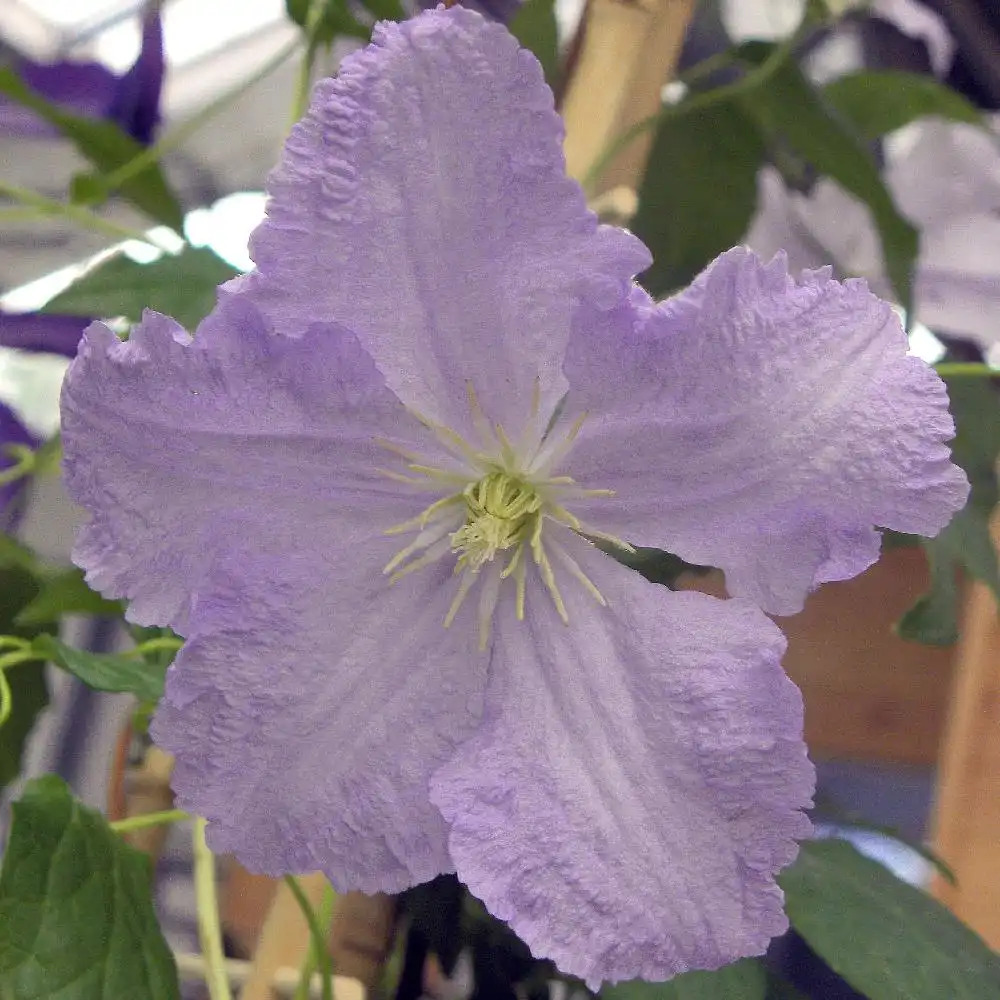 CLEMATIS BLUE ANGEL