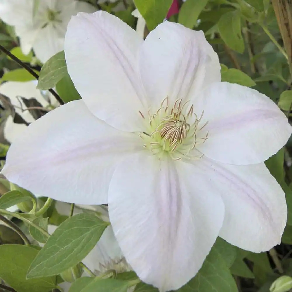 CLEMATIS Chantilly (='Evipo 021'®)