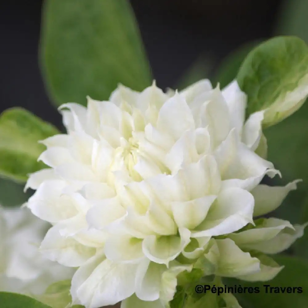 CLEMATIS 'Duchess of Edinburgh'