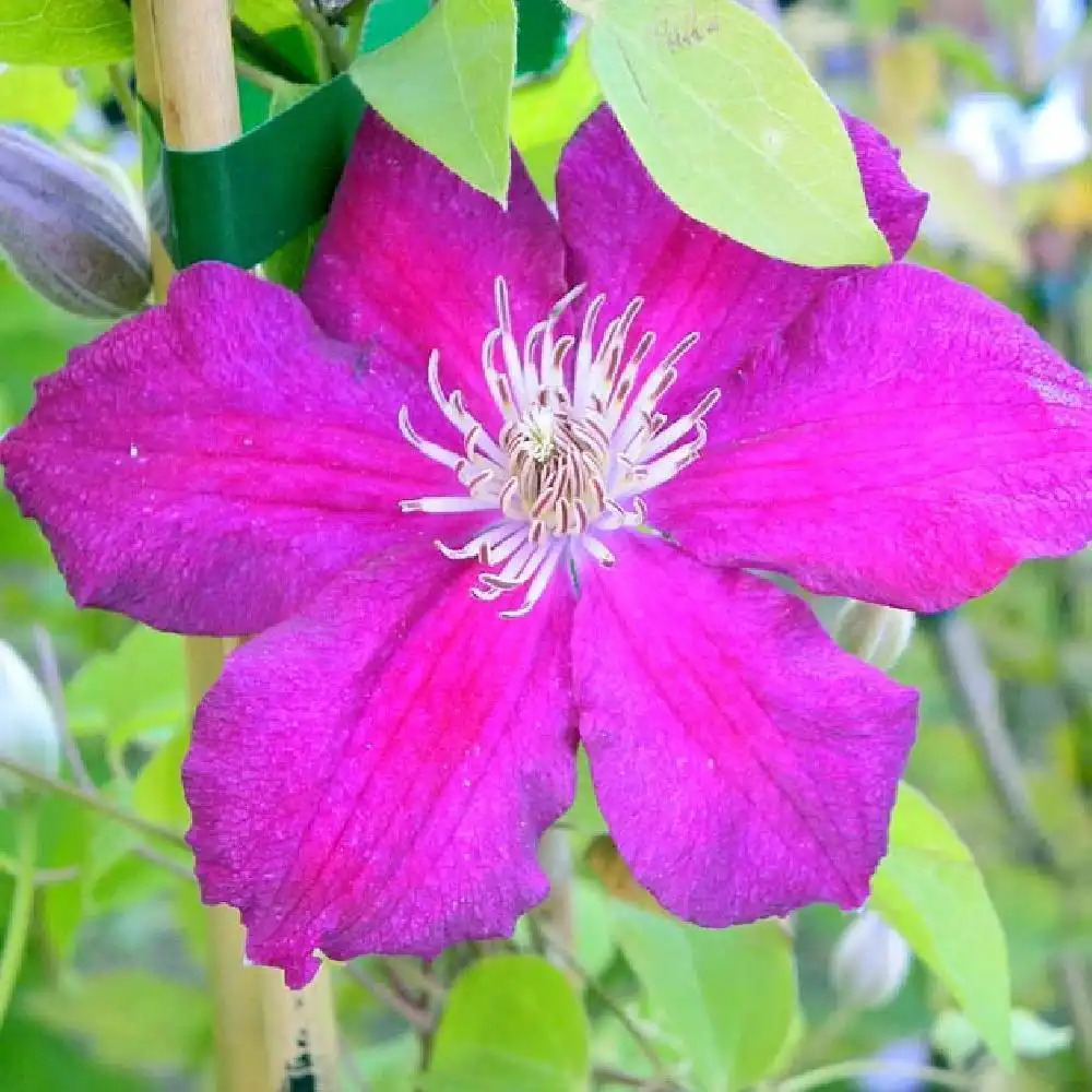 CLEMATIS 'Ernest Markham'