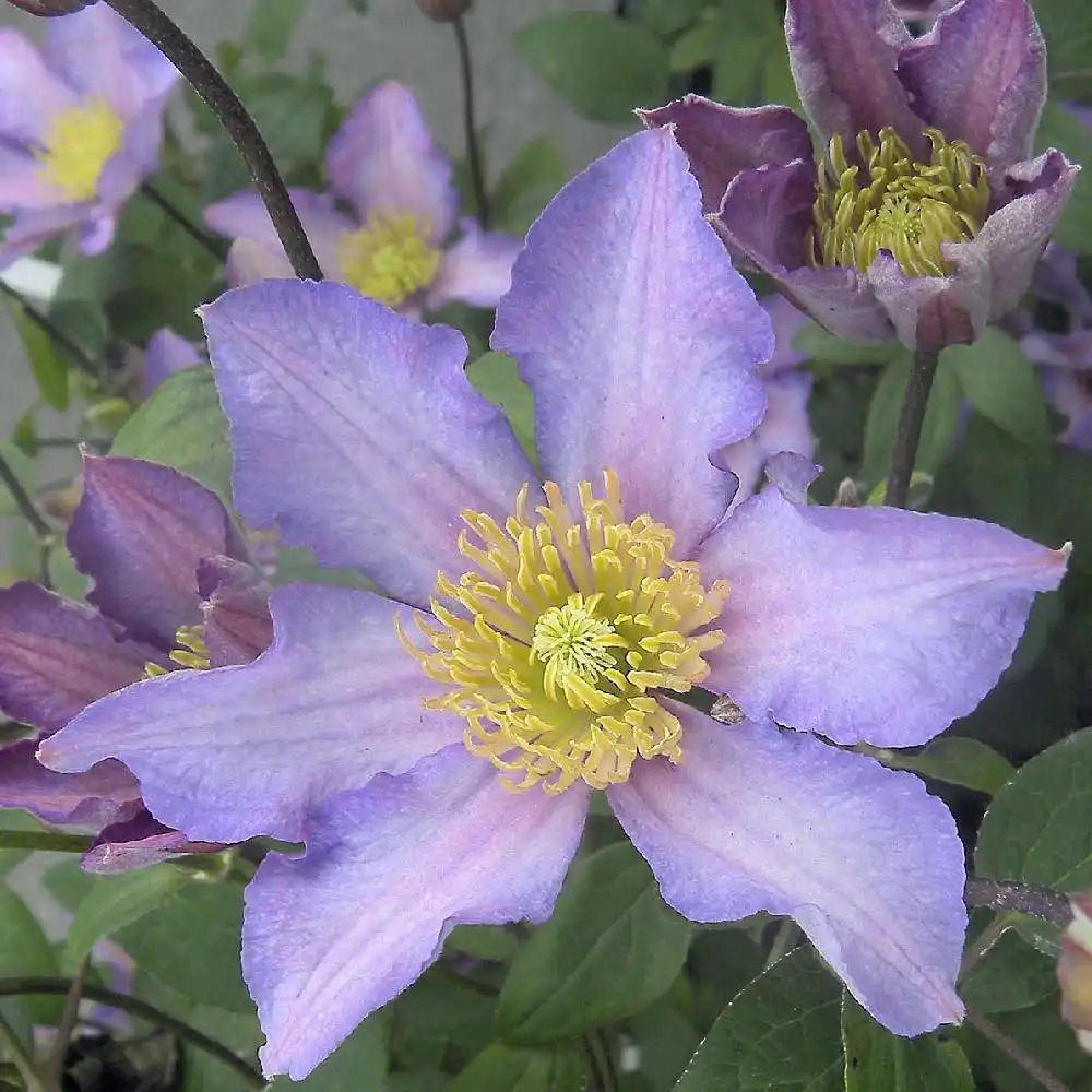 CLEMATIS Exciting® 'Zoexci'