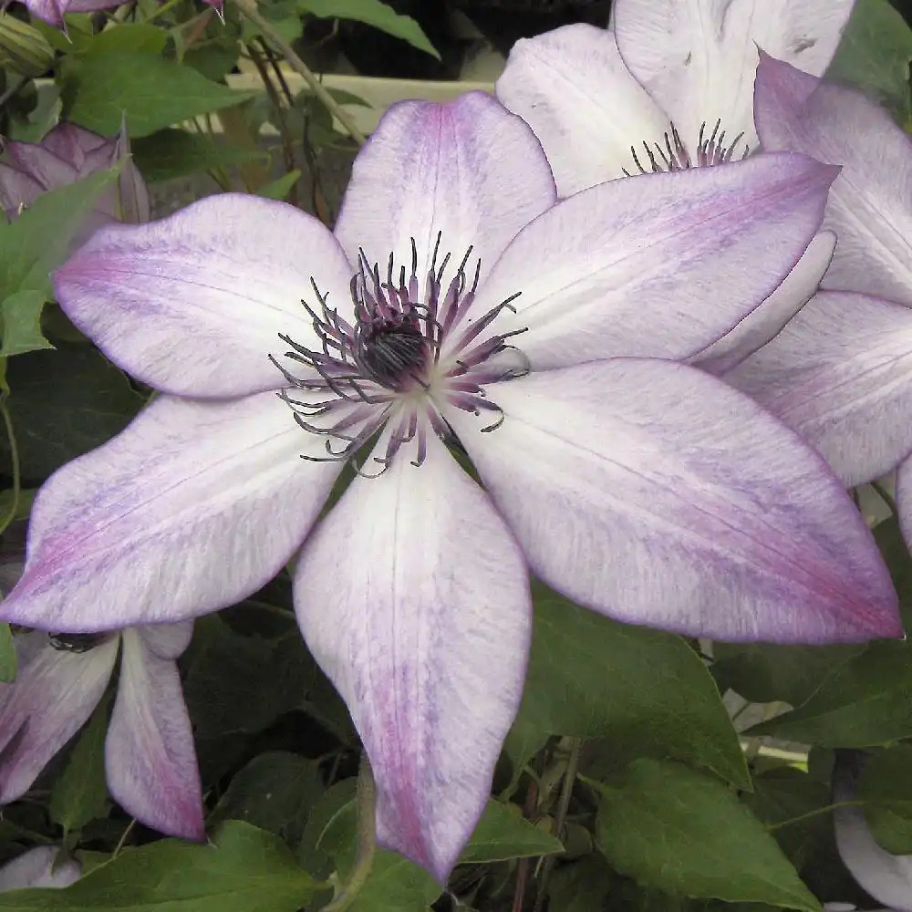 CLEMATIS 'Fond Memories'®