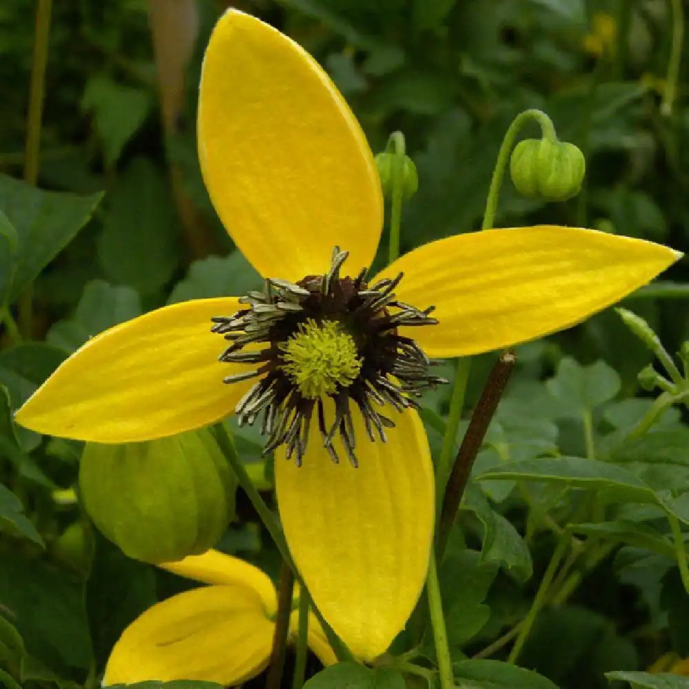 CLEMATIS 'Golden Tiara®' Kugotia'