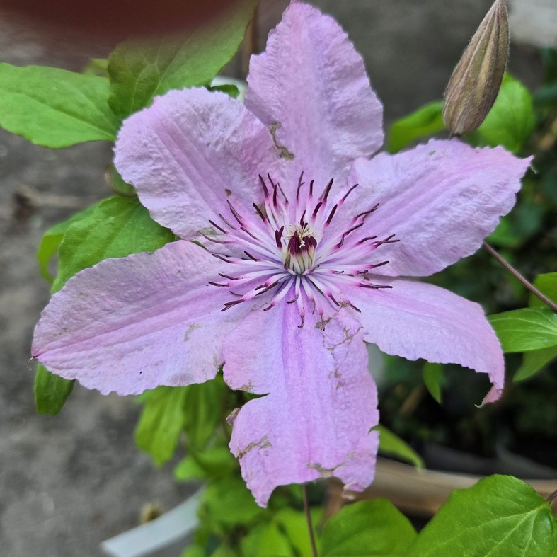 CLEMATIS 'Hagley Hybrid'