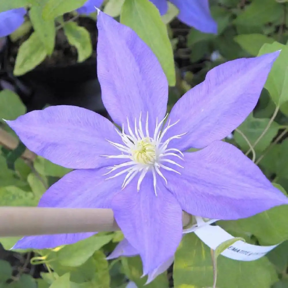 CLEMATIS 'H.F. Young'