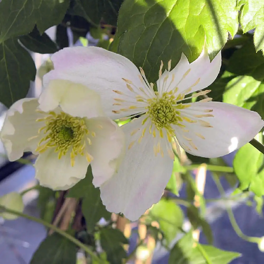 CLEMATIS montana 'Giant Star'®