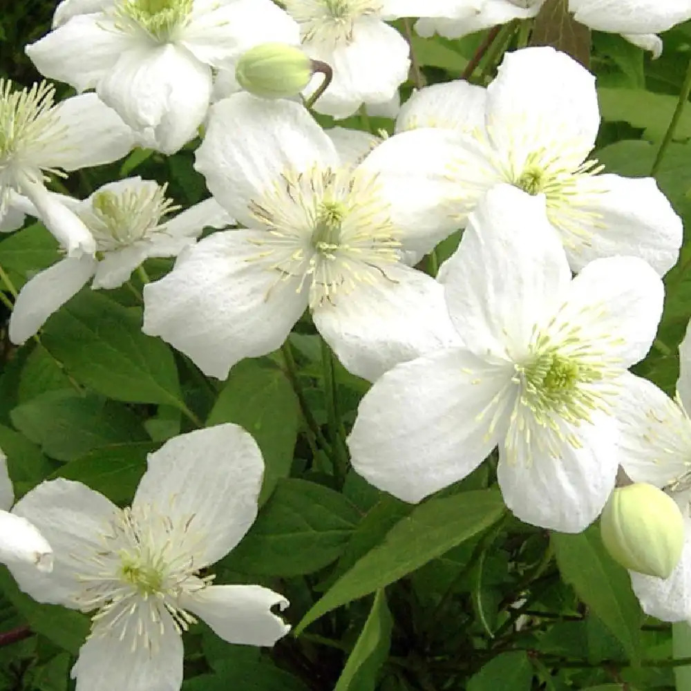 CLEMATIS montana 'Grandiflora' - Clématite des montagnes - Clématite  Anémones - pépinières Lepage Bretagne Bord de mer