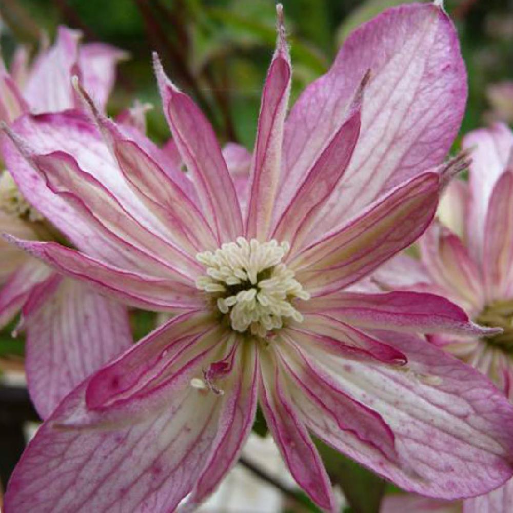 CLEMATIS montana 'Marjorie'