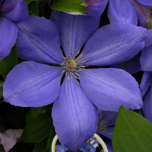 CLEMATIS montana 'Mrs Cholmondeley'