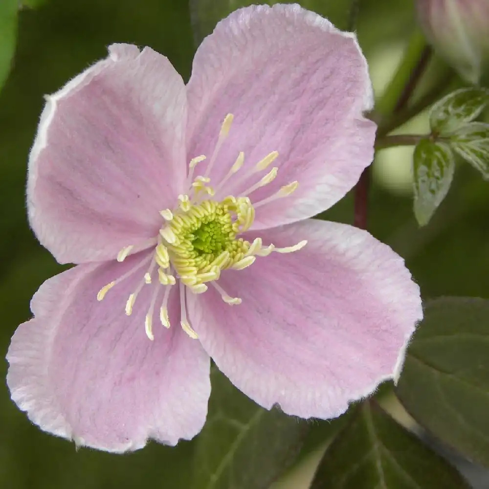 CLEMATIS montana 'Pink Perfection'