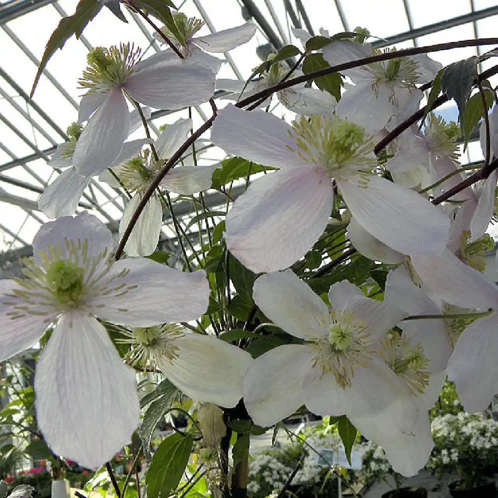 CLEMATIS montana 'Rubens'