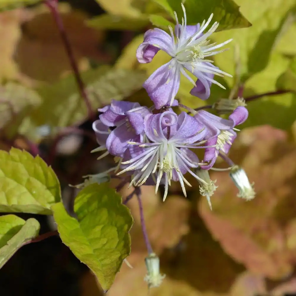 CLEMATIS 'Mrs Robert Brydon'