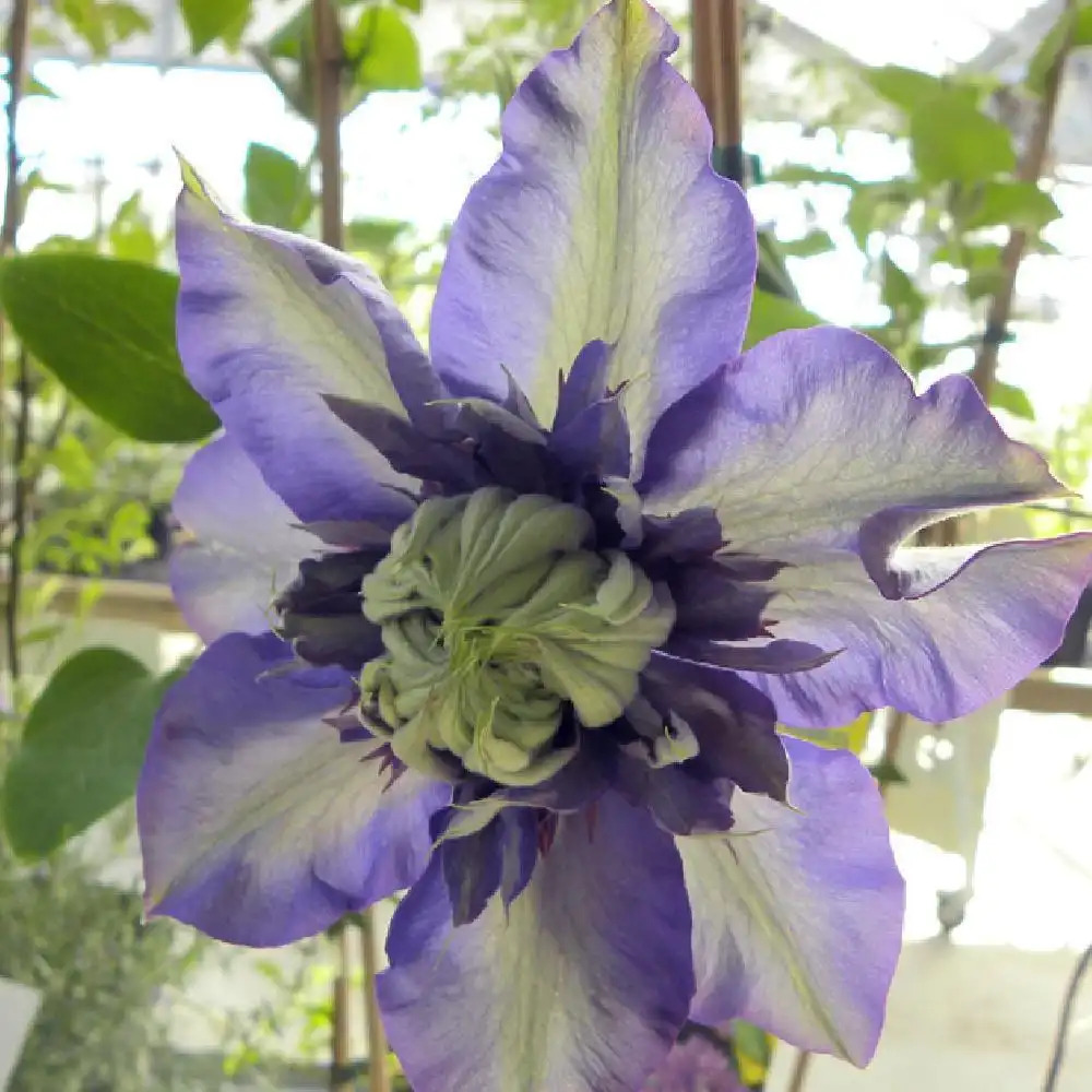 CLEMATIS 'Multi Blue'