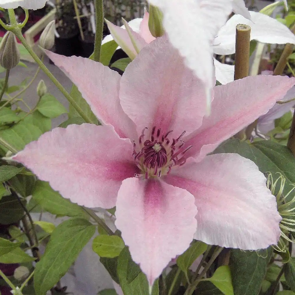 CLEMATIS 'Pink Fantasy'