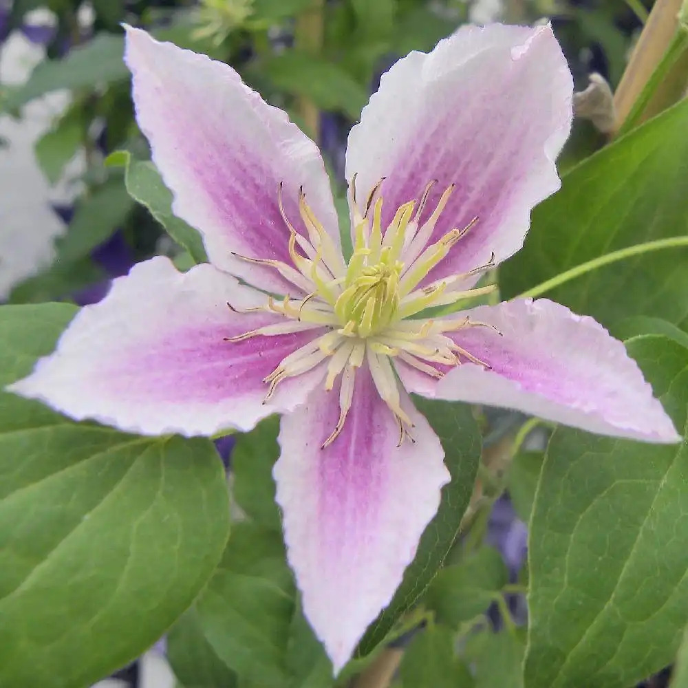 CLEMATIS 'Piilu'