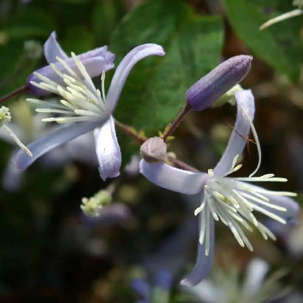 CLEMATIS 'Praecox'