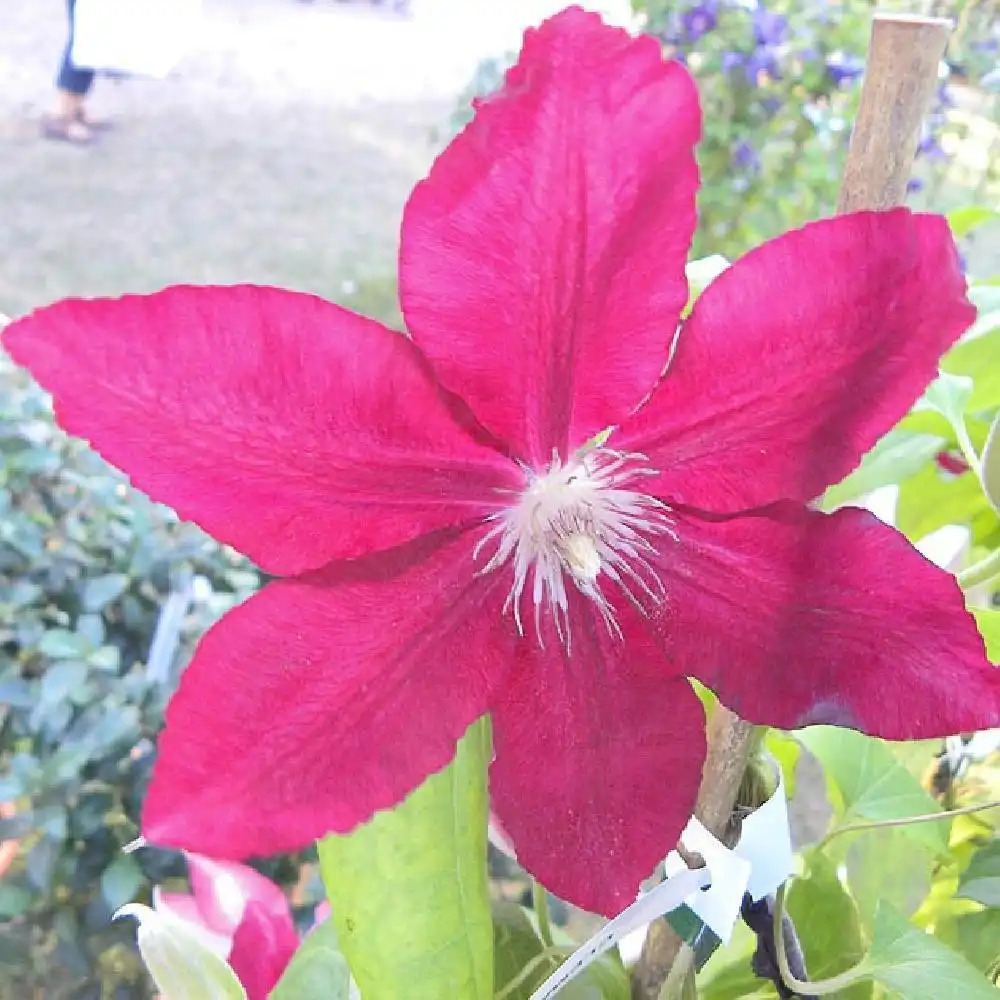 CLEMATIS 'Rebecca' (evipo 016)