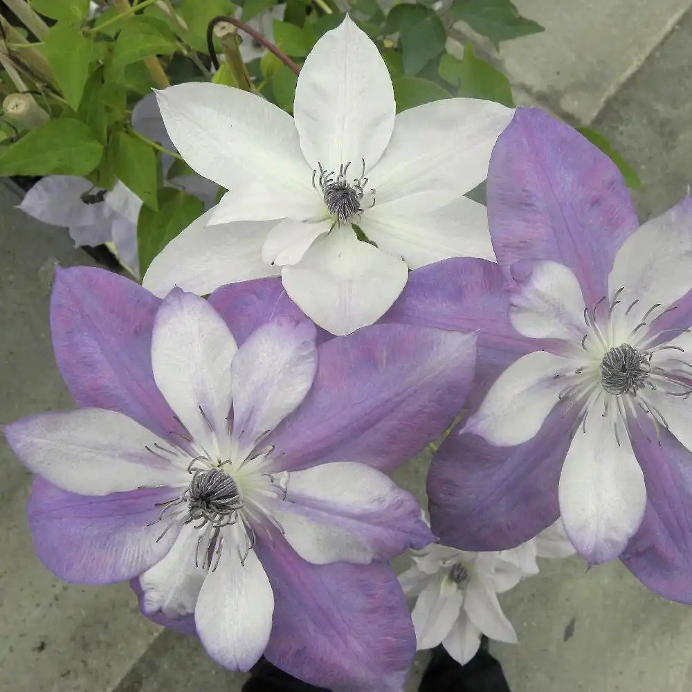 CLEMATIS 'Reflections' (evipoo 035)