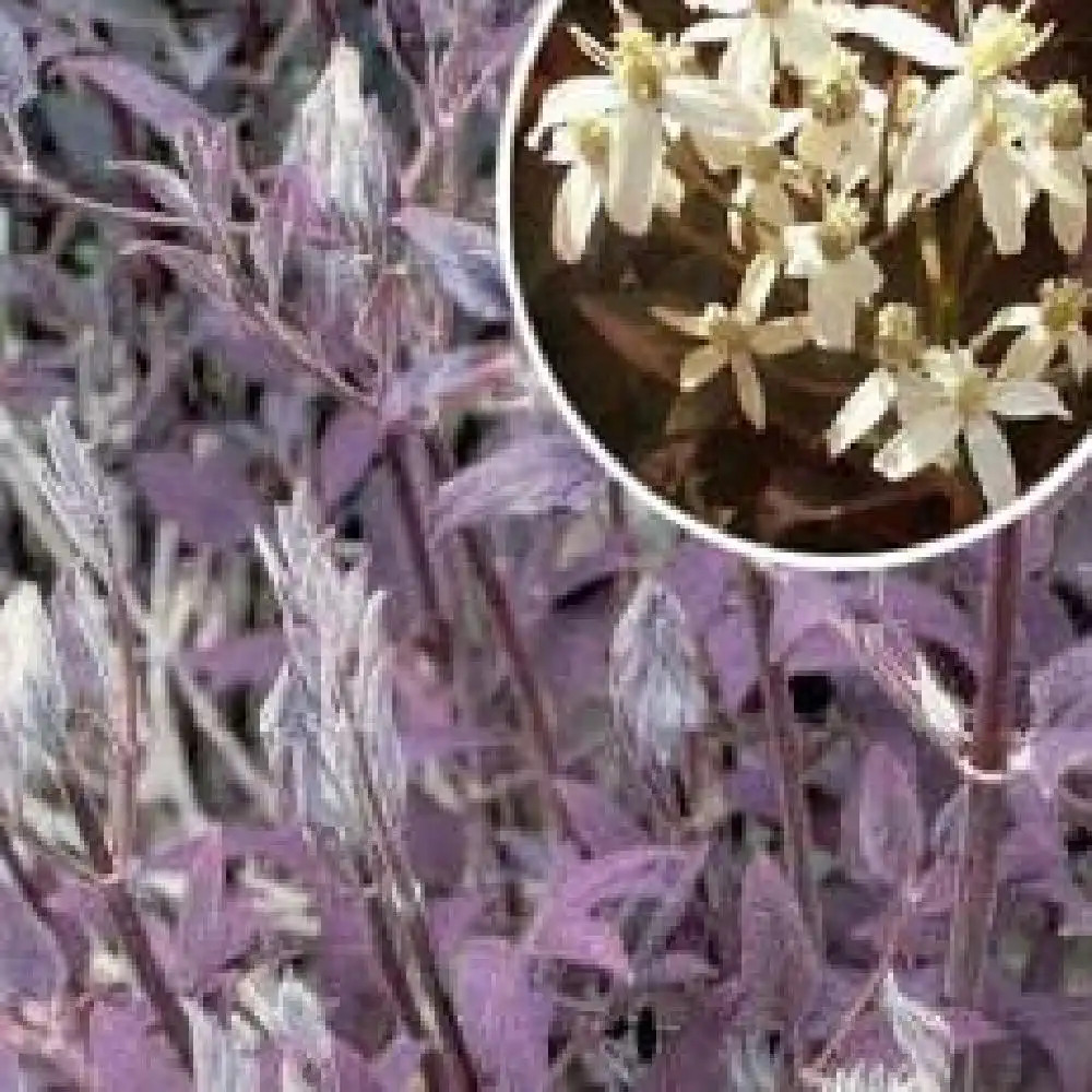 CLEMATIS recta 'Purpurea'