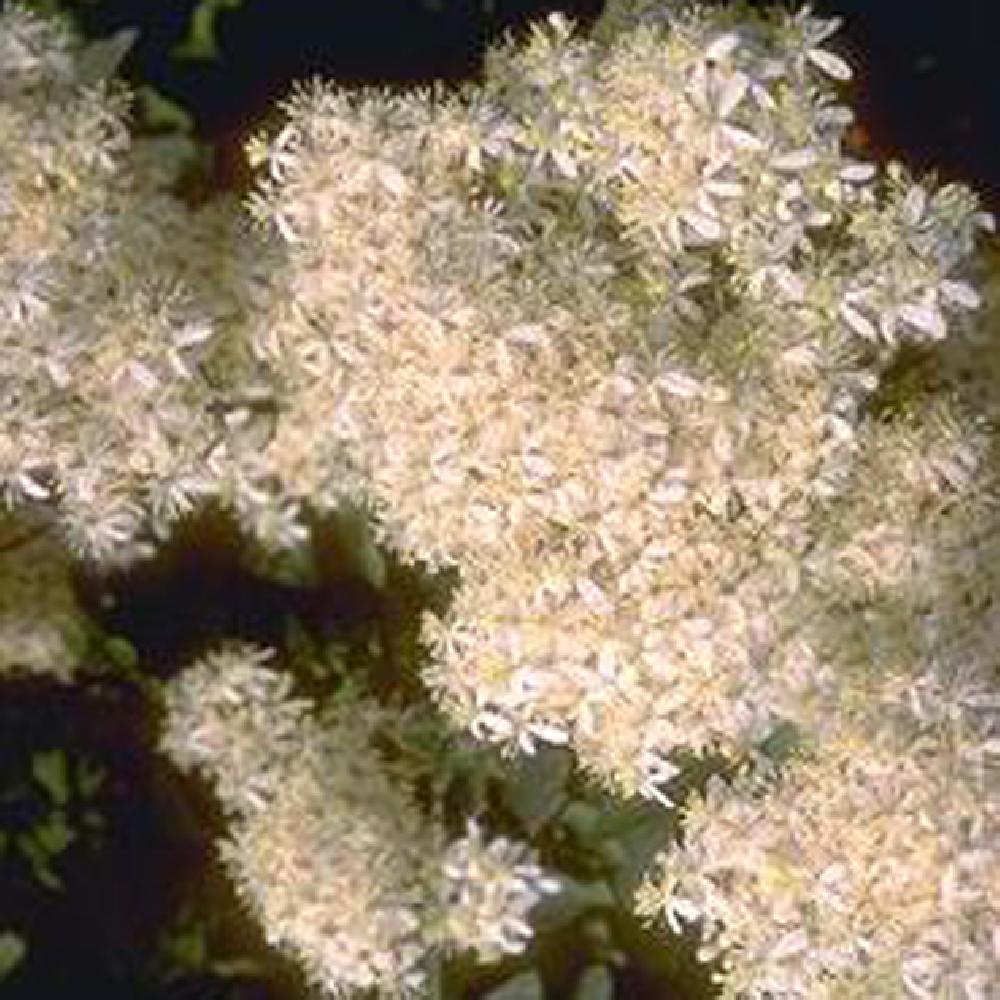 CLEMATIS recta