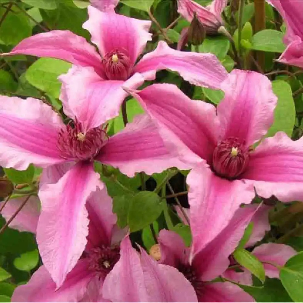 CLEMATIS Saphyra duo rose 'Cleminov'