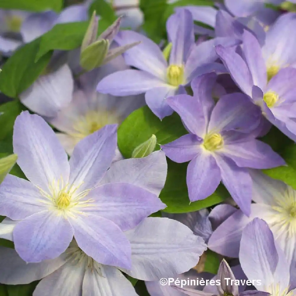 CLEMATIS 'Success®  Lavender'