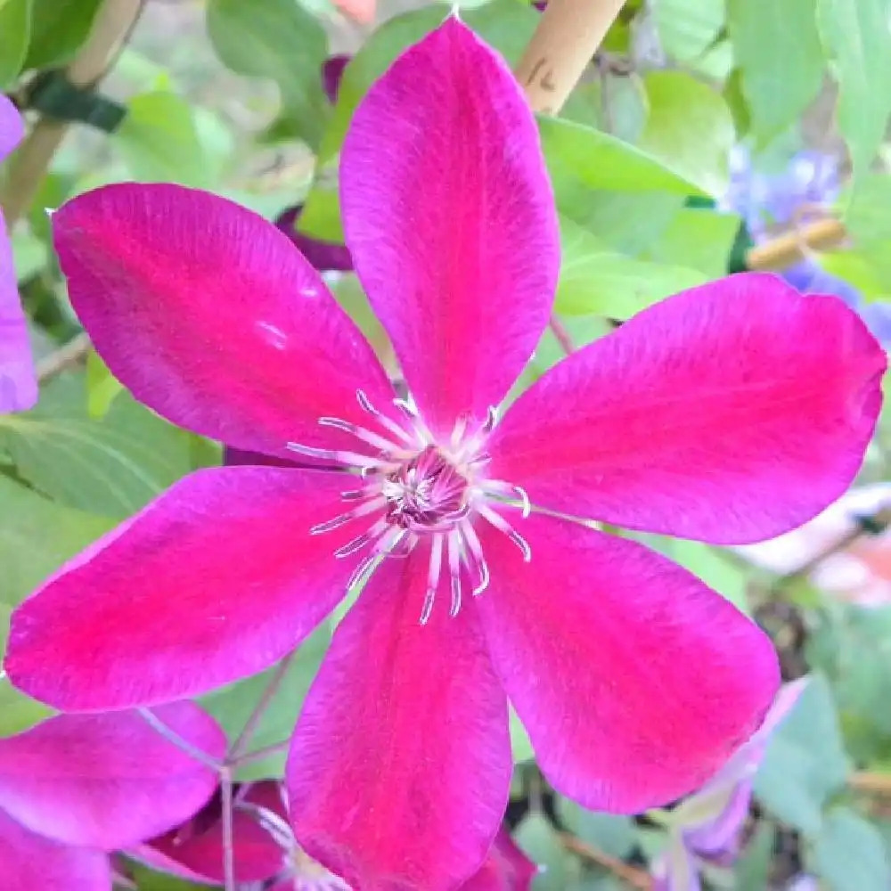 CLEMATIS 'Syrena'
