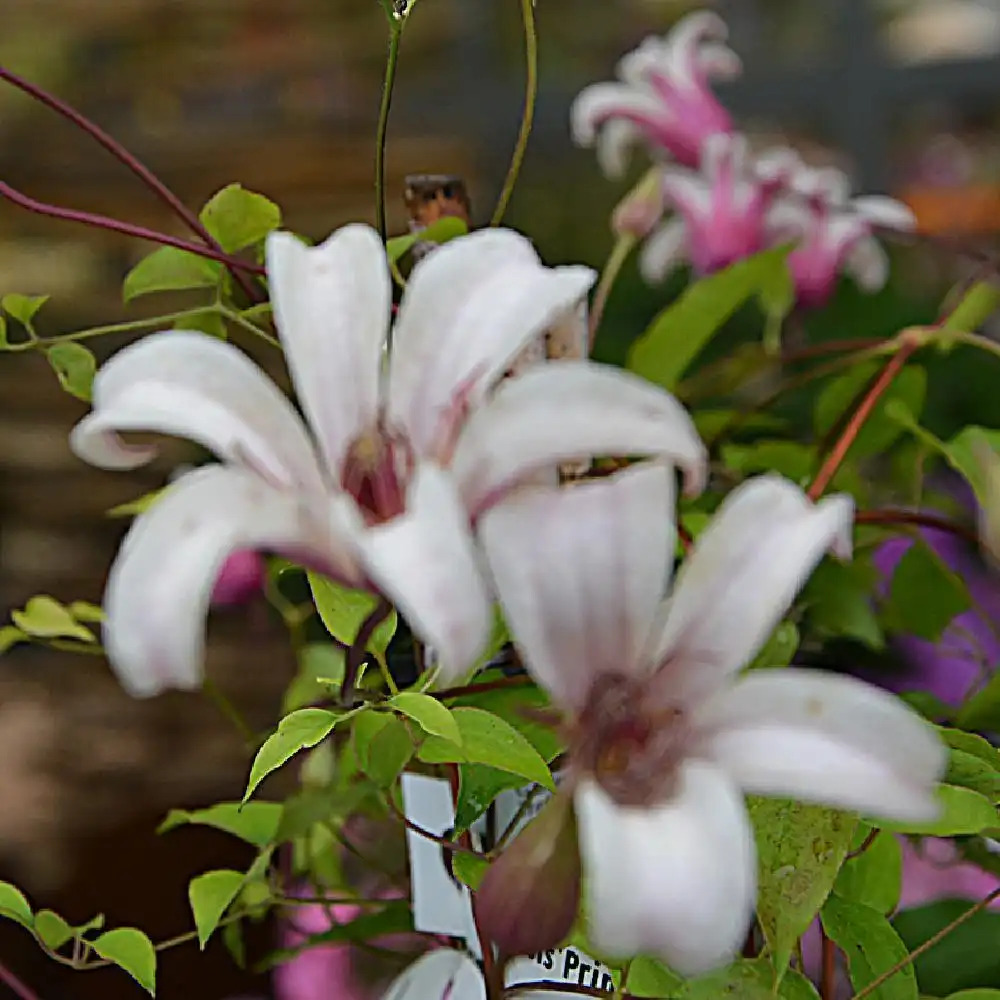 CLEMATIS texensis 'Princess Kate'