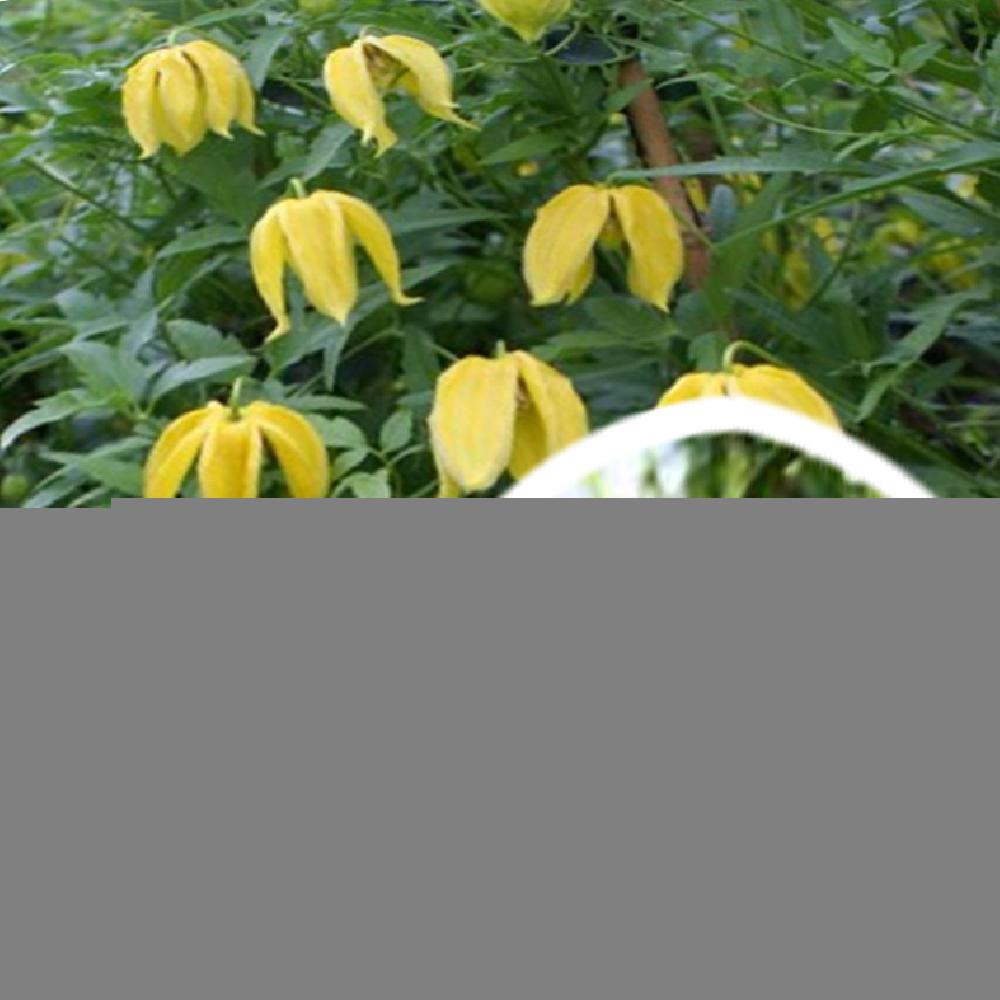Clématite Tibetana Tangutica - Plante Grimpante Jaune, Pot 2L, 70 Cm, Floraison été, Soleil
