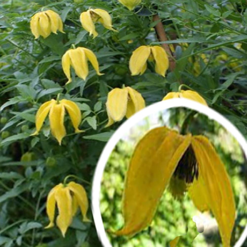 CLEMATIS tibetana ssp. Tangutica