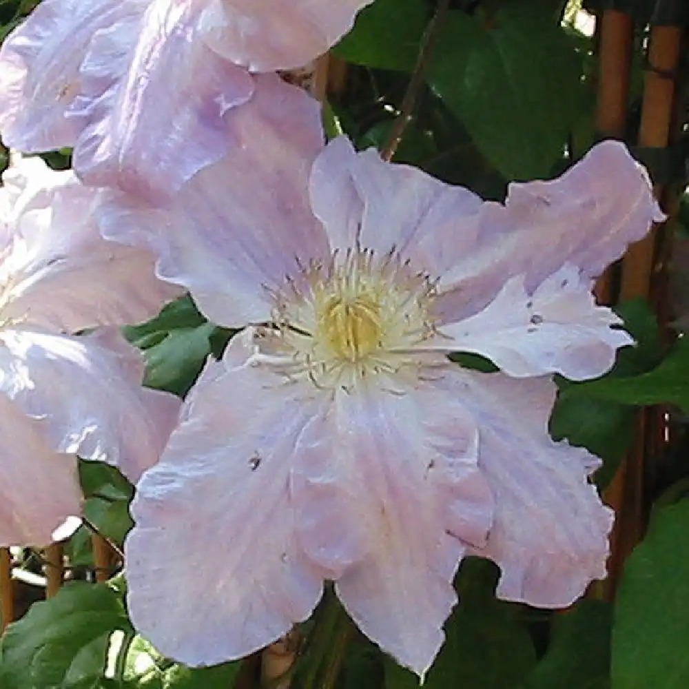CLEMATIS 'Veronica's Choice'