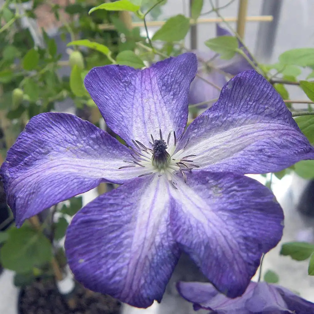 CLEMATIS 'Venosa Violacea'