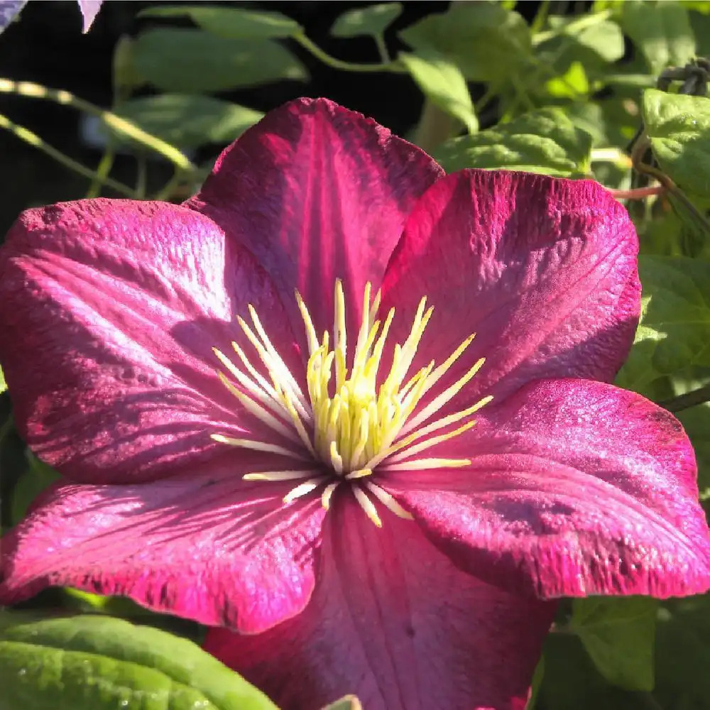 CLEMATIS 'Ville de Lyon'