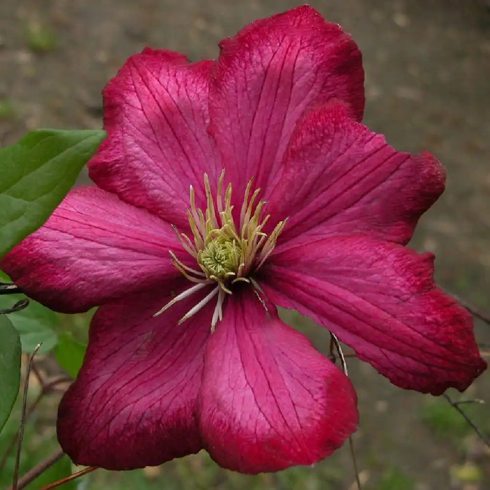 CLEMATIS 'Ville de Lyon'