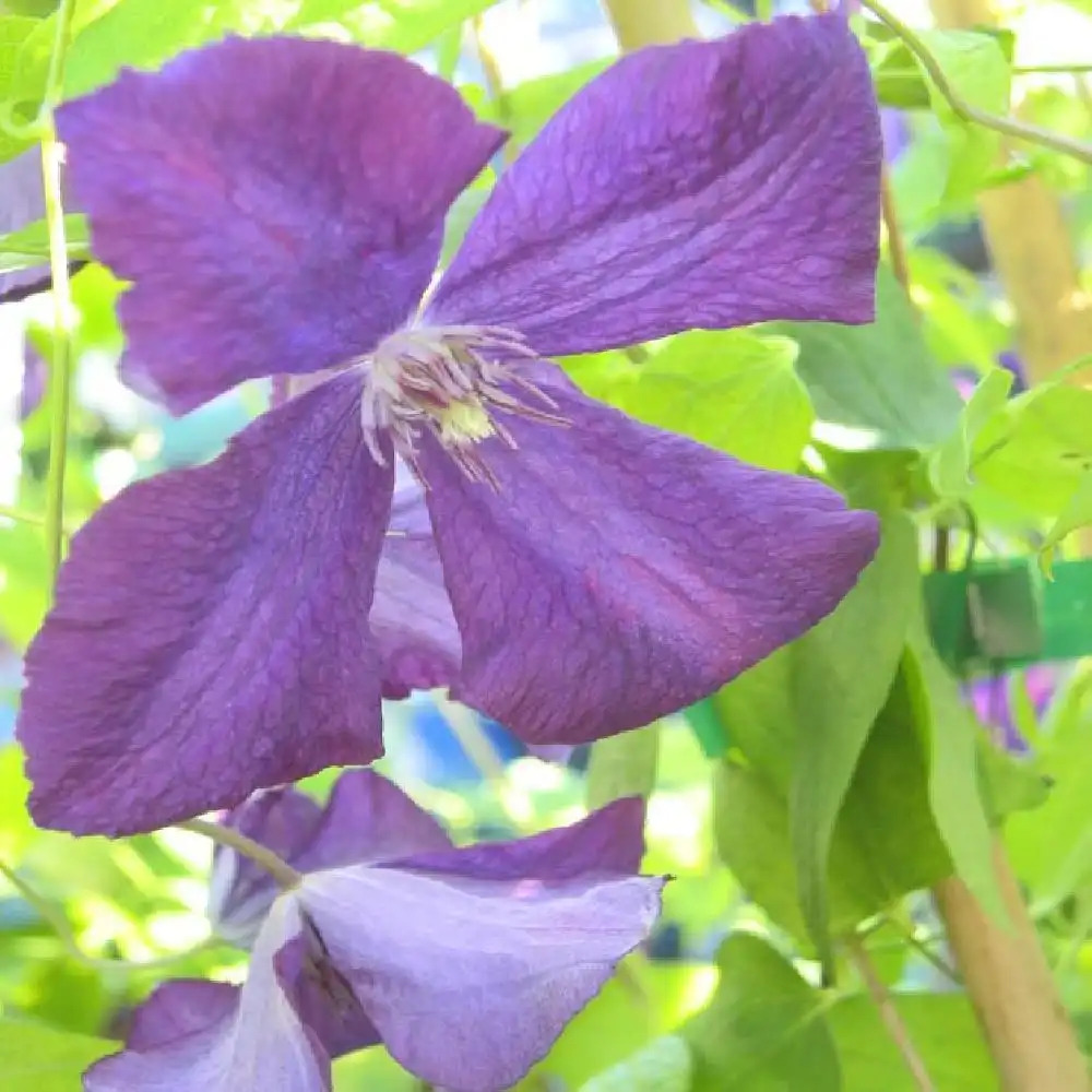 CLEMATIS viticella 'Polish Spirit'