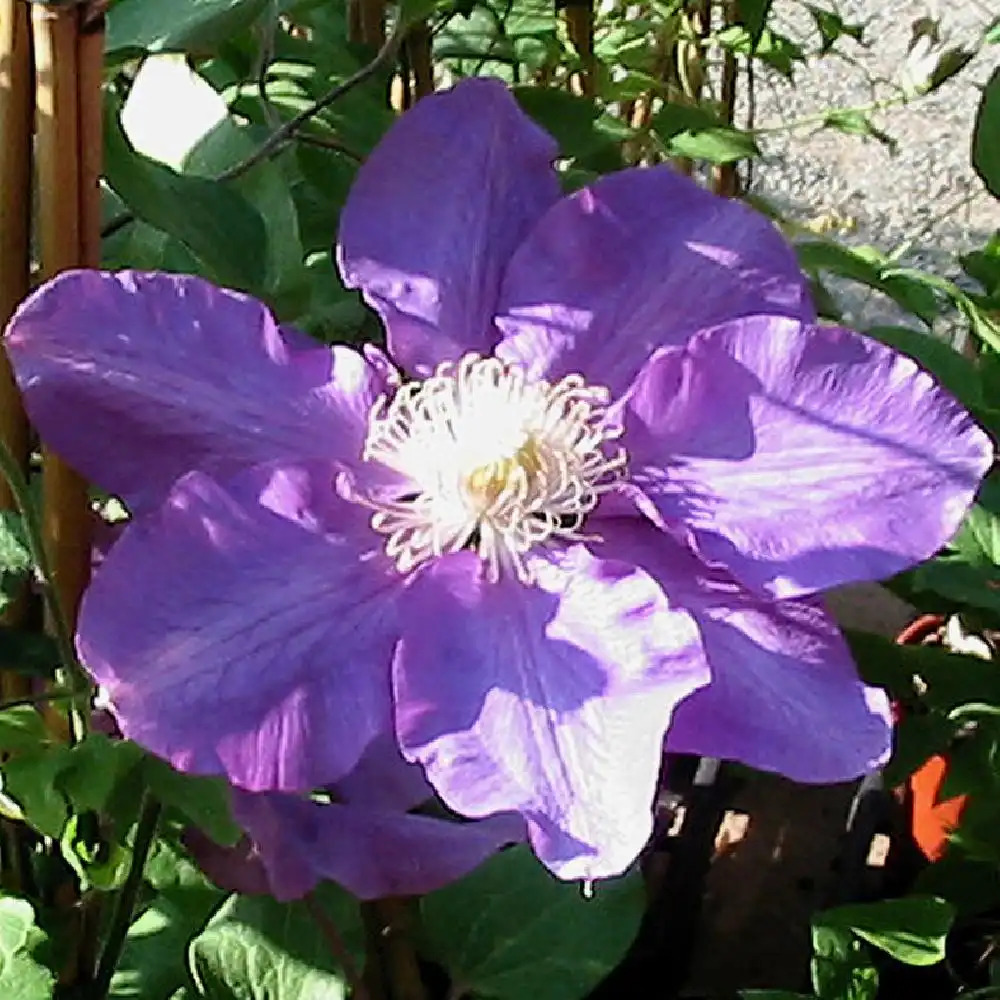 CLEMATIS 'Vyvyan Pennell'