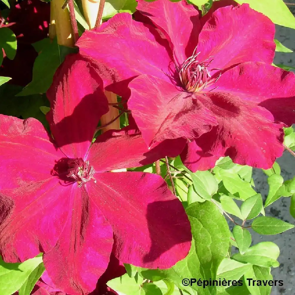 CLEMATIS 'Westerplatte'