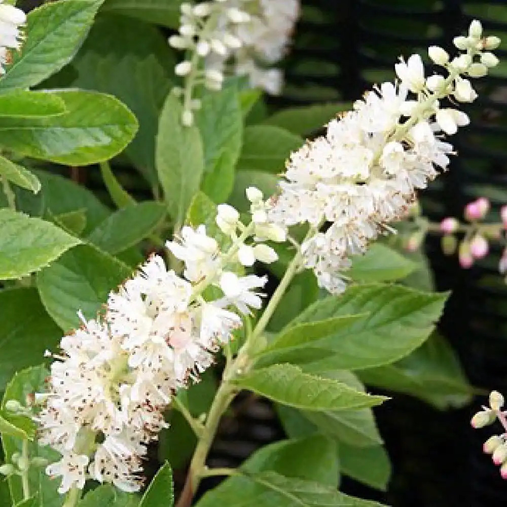 CLETHRA alnifolia 'Paniculata'