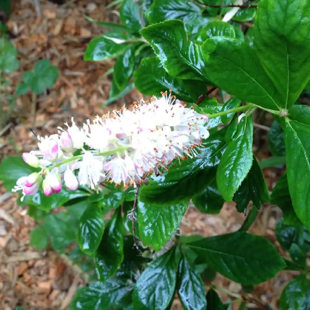 CLETHRA alnifolia 'Pink Spire'