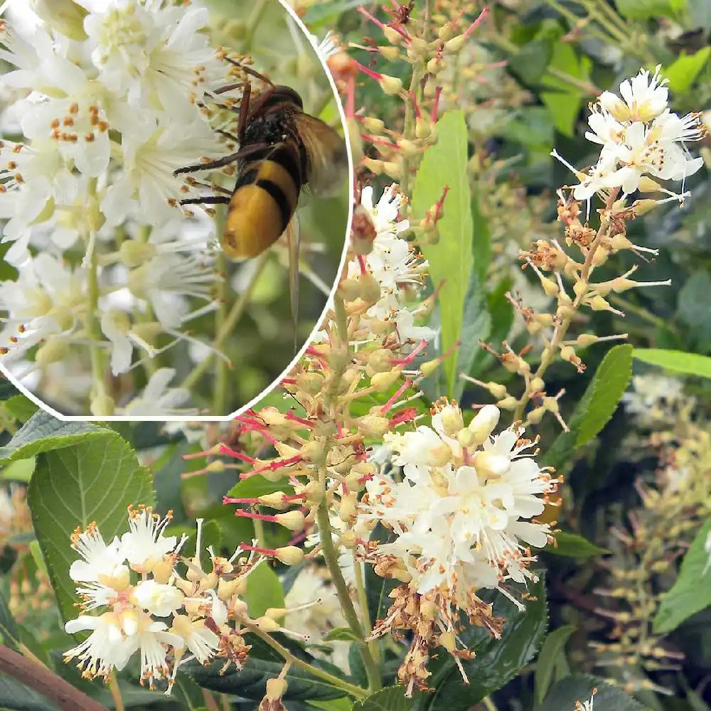 CLETHRA alnifolia