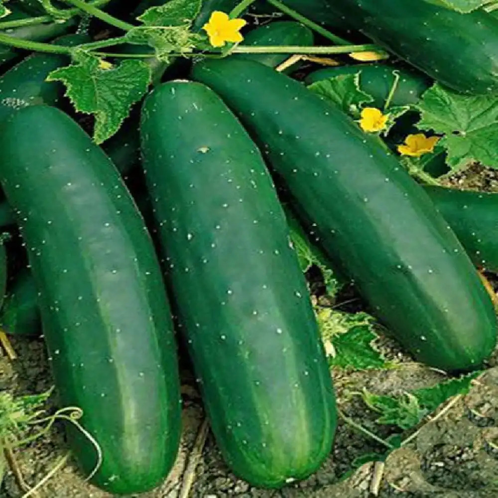 Tanja Tanja CUCUMIS sativus pépinières Lepage Bretagne Bord de mer