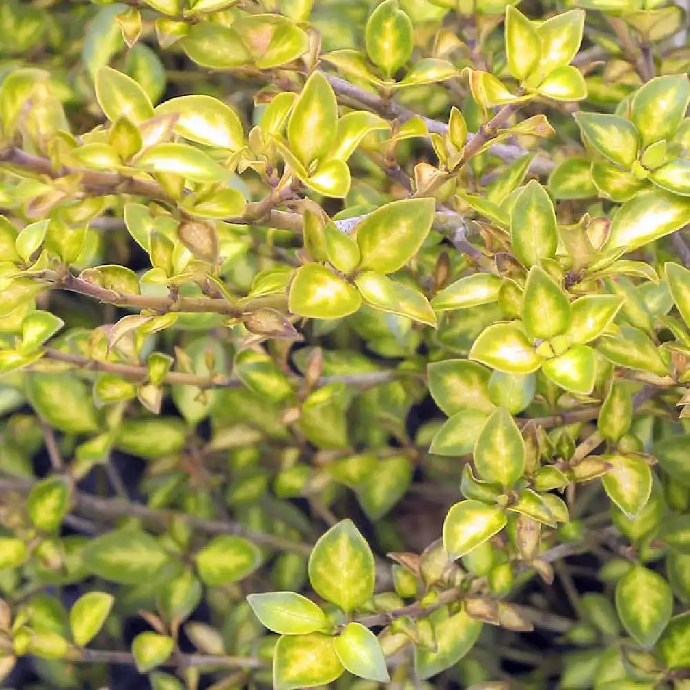 COPROSMA 'Beatson's Gold'