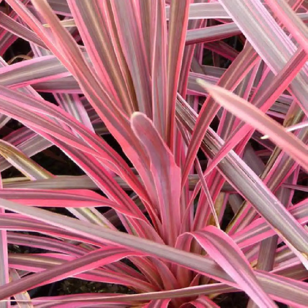 CORDYLINE australis 'Cherry Sensation'