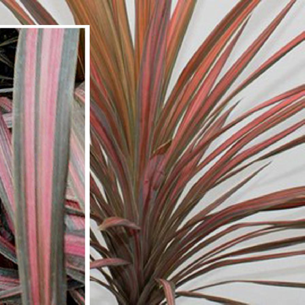 CORDYLINE australis 'Coral'